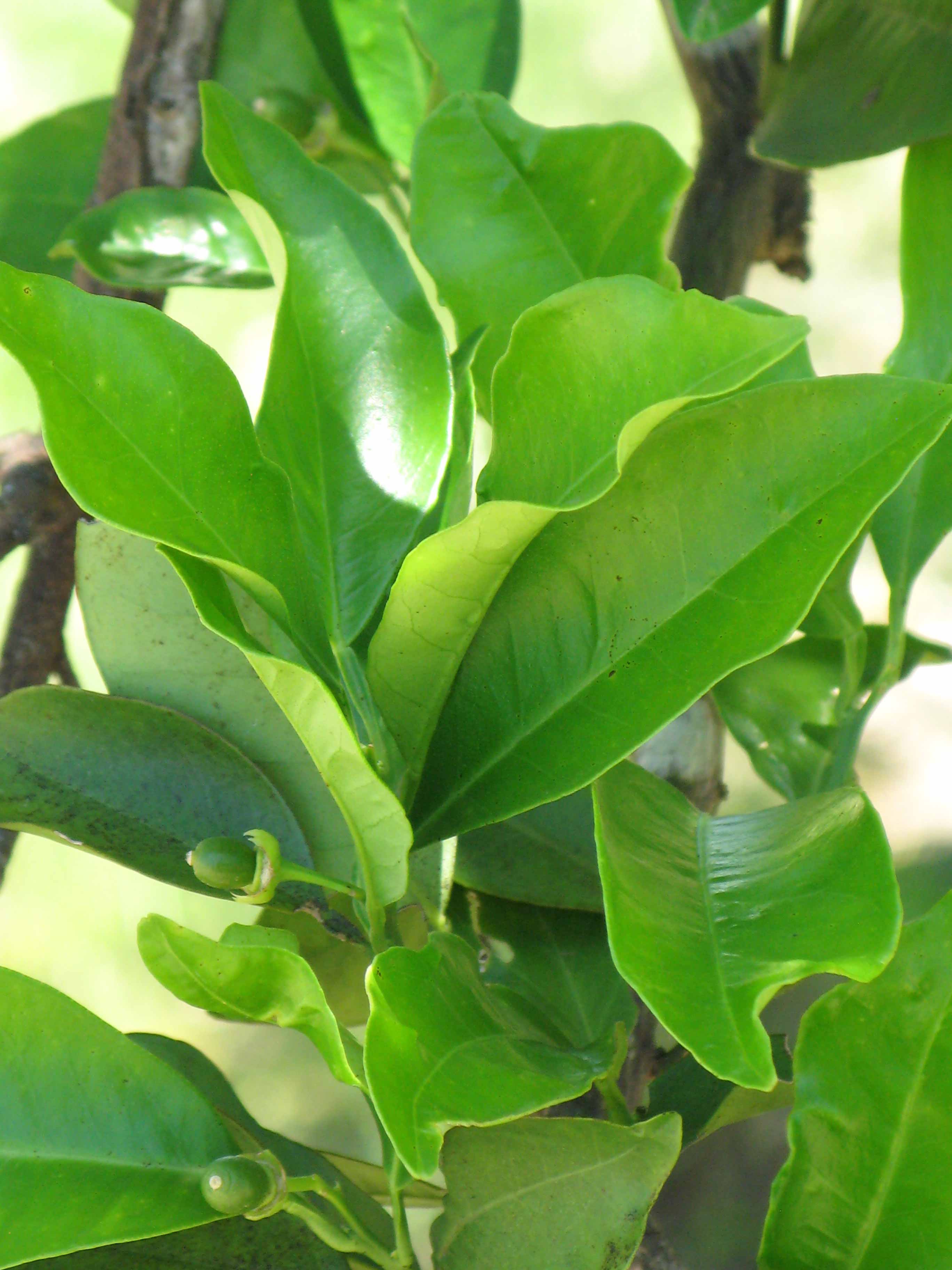            Shade leaves (Sanguinelli, Winter Haven, FL)   
